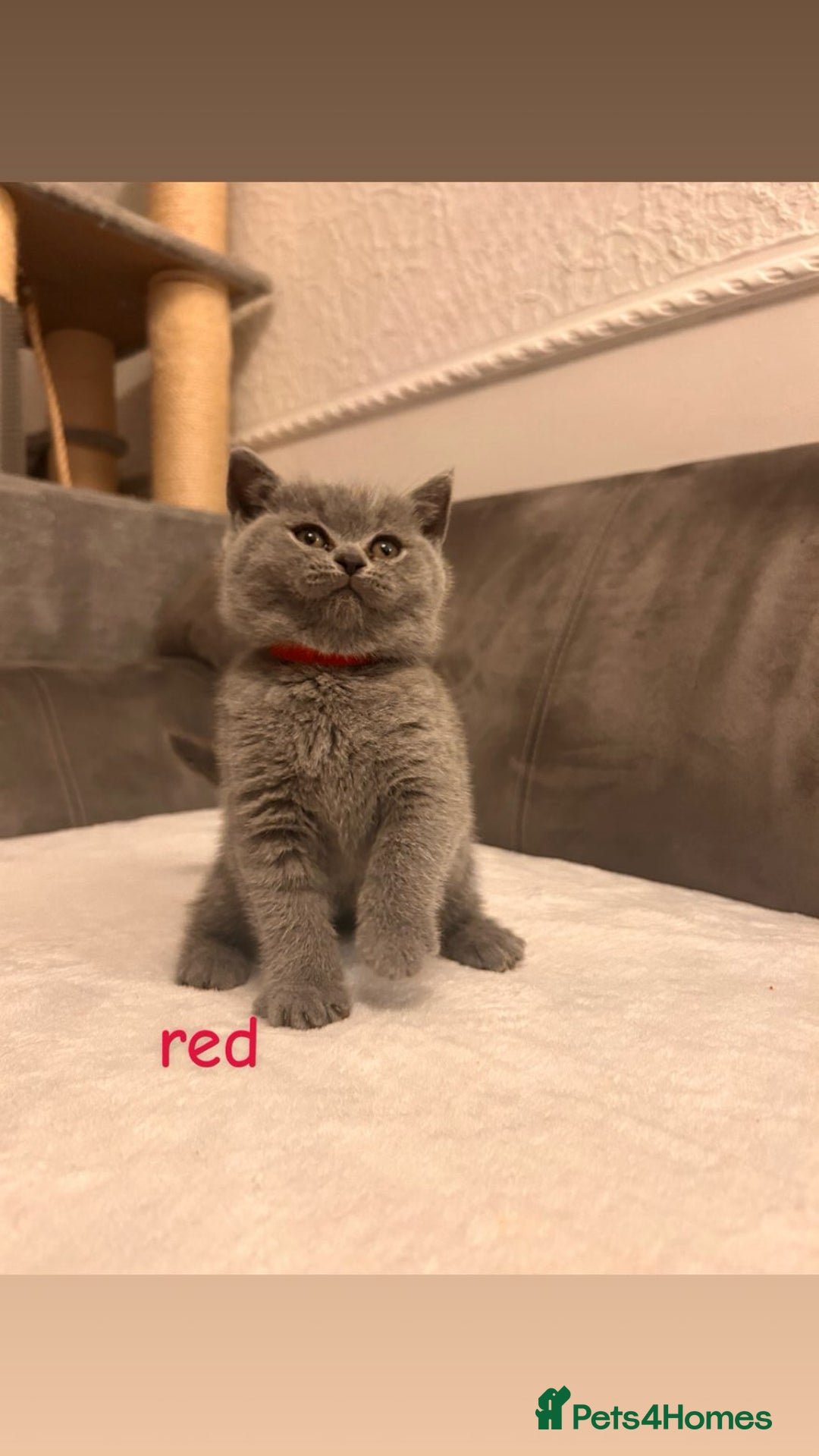 British Shorthair cats for sale: Beautiful British Shorthair kittens for sale😻😻 - Advert 3