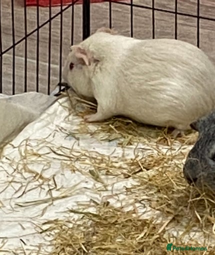 Guinea Pig rodents Beautiful baby Guinea pig - Advert 1