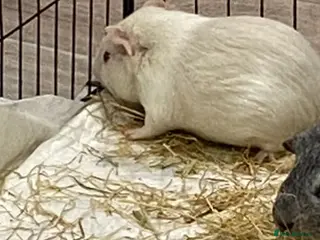 Guinea Pig rodents Beautiful baby Guinea pig - Advert 5