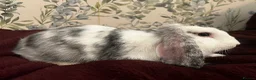 Mixed Breed rabbits for sale: MINI LION LOP X LION LOP RABBIT FOR SALE + CAGE  in Colchester - Advert 3