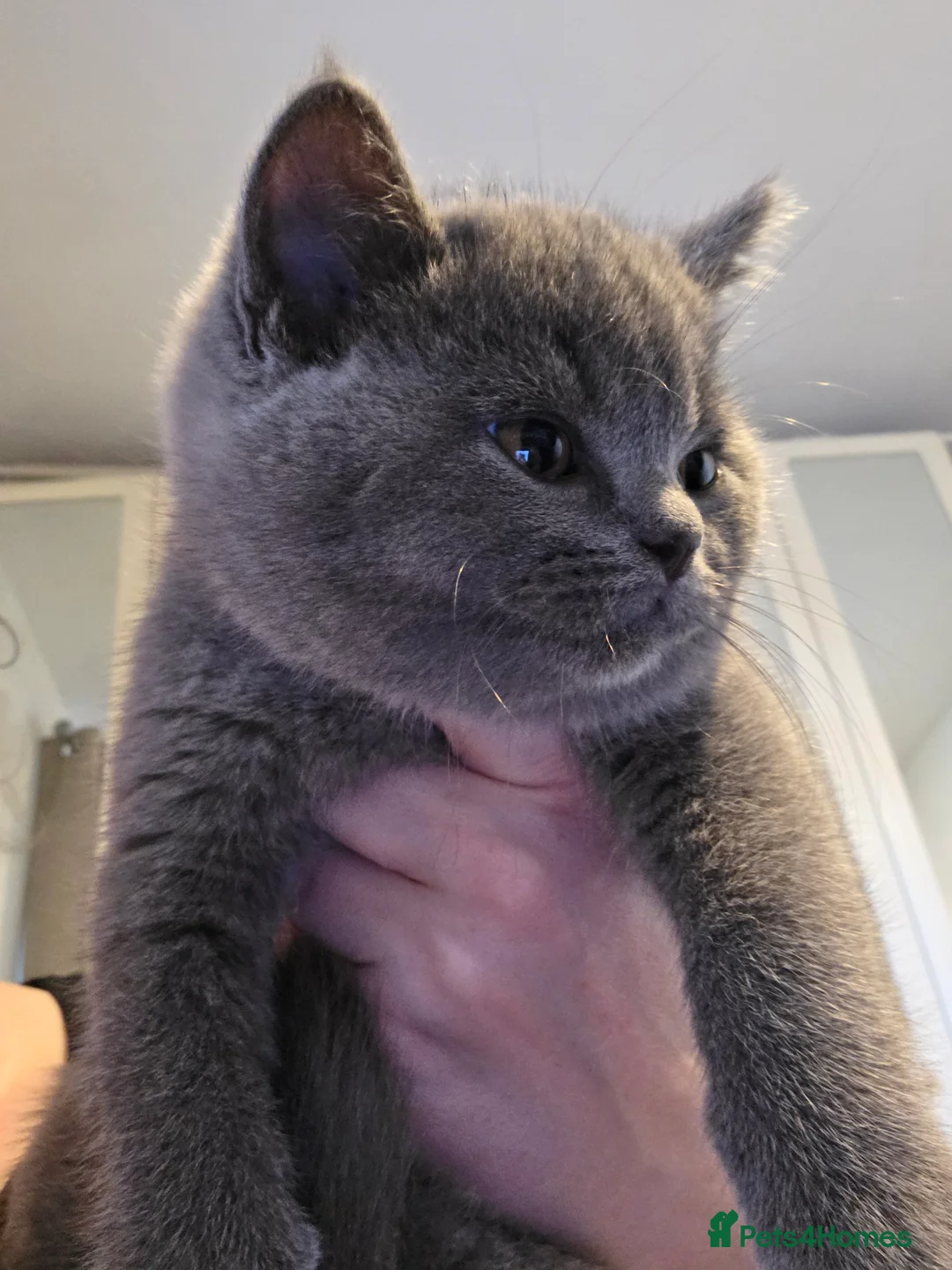 British Shorthair cats for sale: 🐱BRITISH SHORTHAIR🐱 - Advert 11