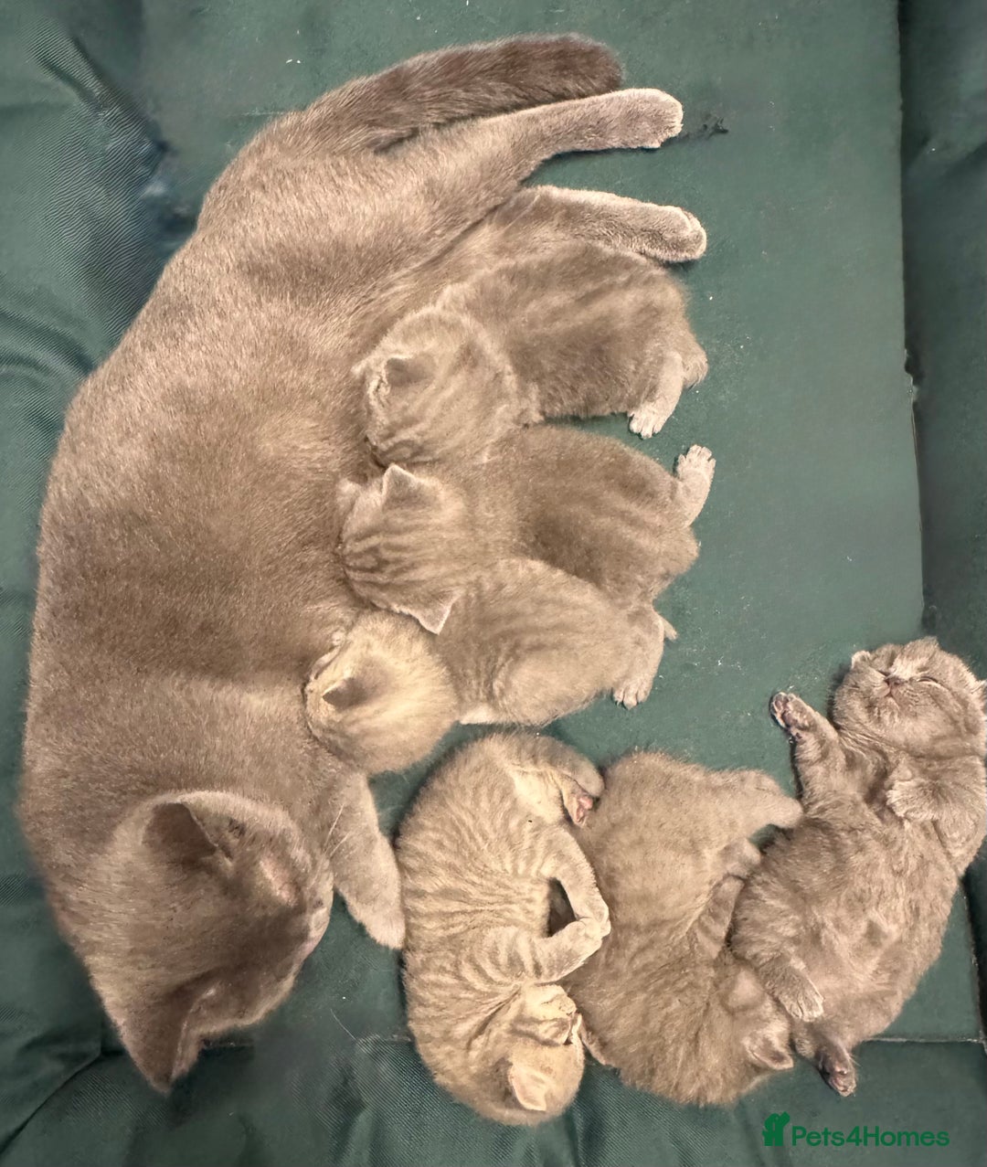 British Shorthair cats for sale: British shorthaired kittens - Image 7