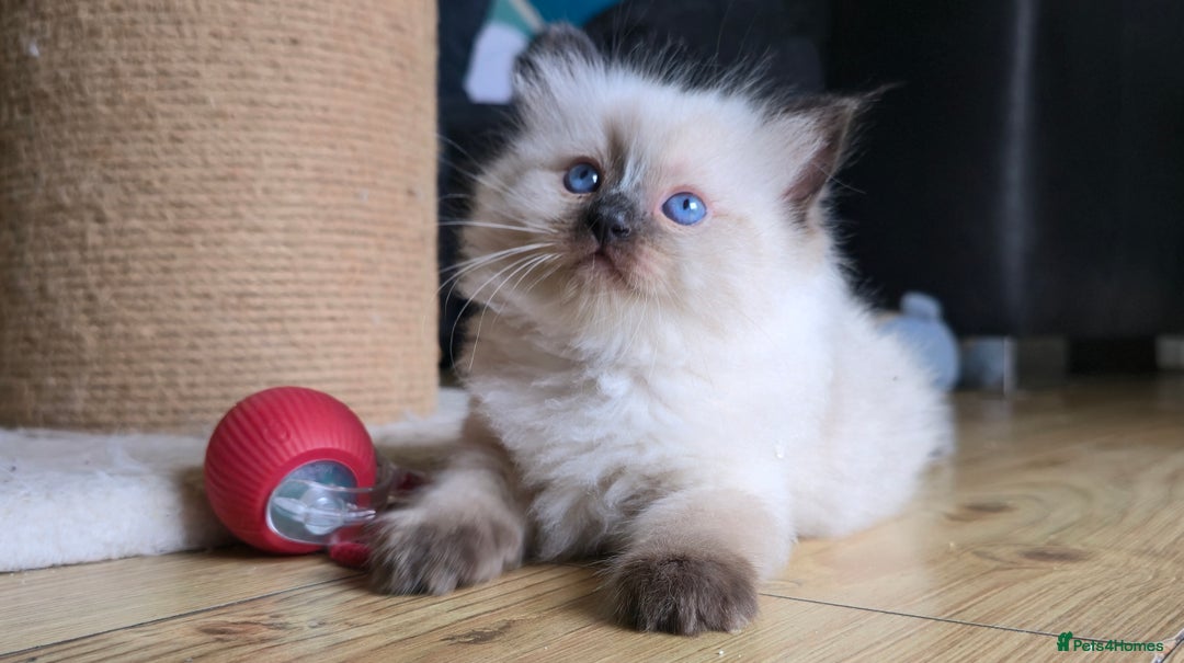 Ragdoll cats for sale: 5 Adorable Ragdoll Kittens - Ready now ✨️ in Billericay - Image 15