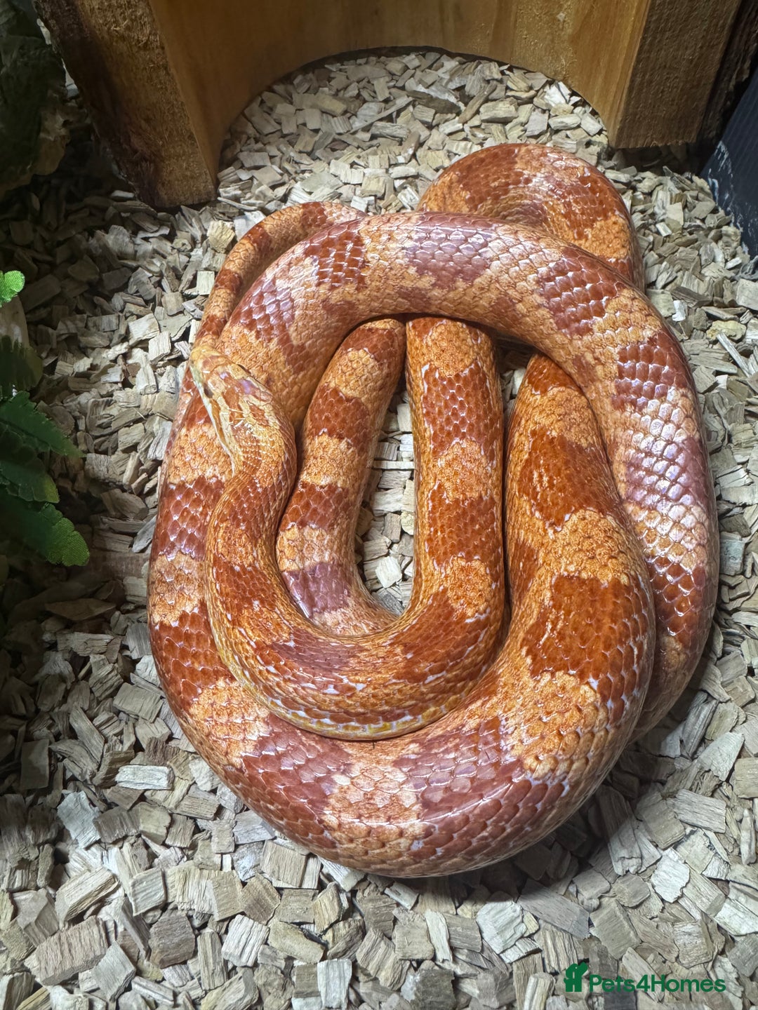 Corn Snake reptiles for sale: Corn snake plus full set up - Advert 3