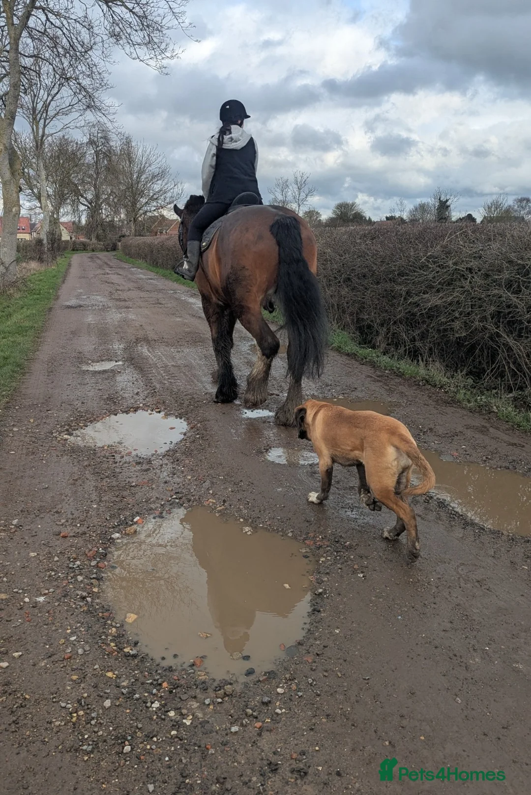 Shire horses for sale: 19hh Shire gelding rising 7 in Wantage - Advert 7
