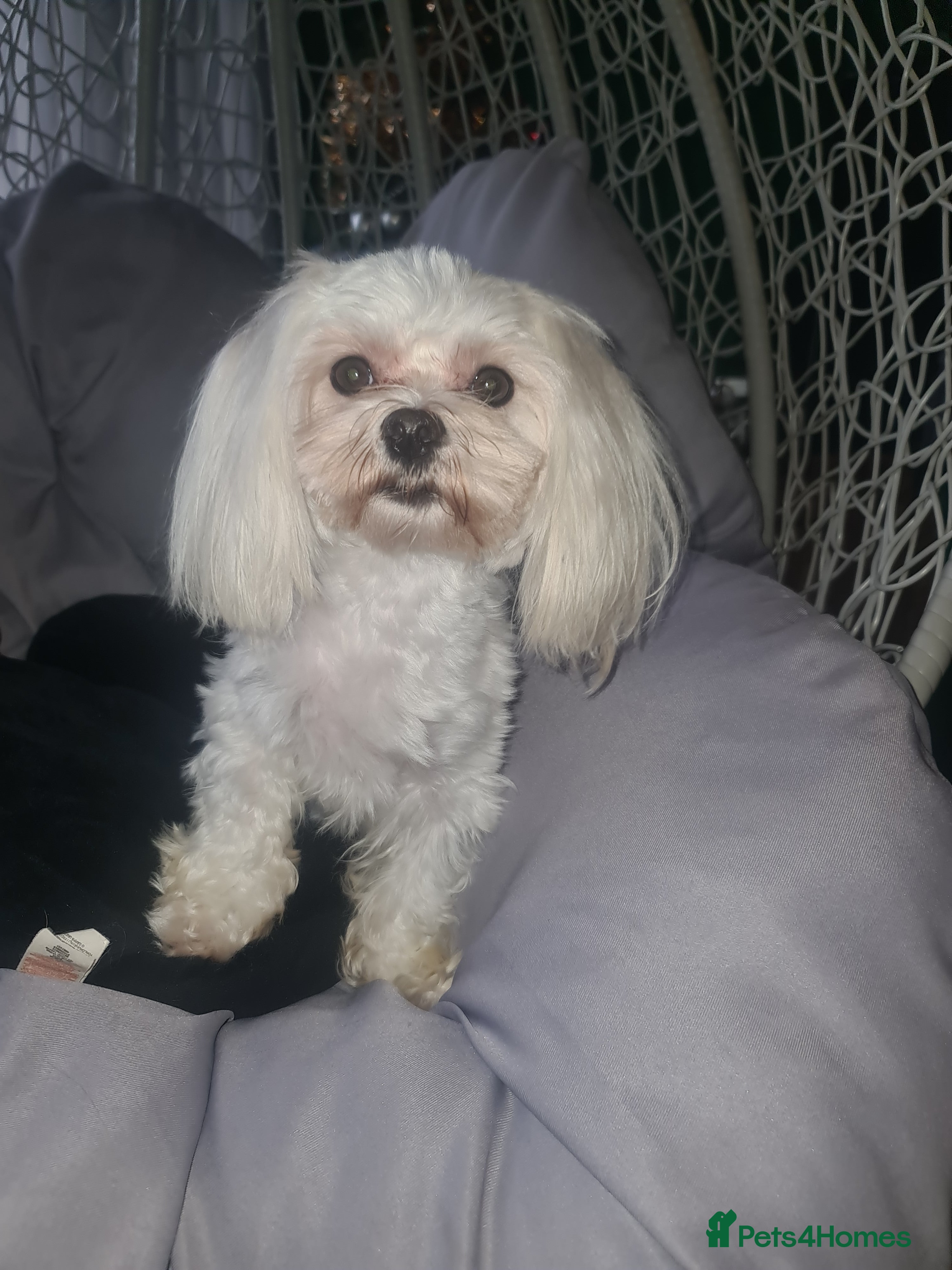 Maltese dogs KC Maltese dog for stud in Northampton - Advert 1