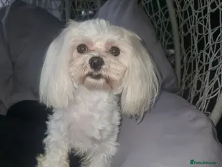 Maltese dogs KC Maltese dog for stud in Northampton - Advert 1