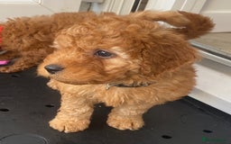 Cavapoo dogs for sale: Beautiful Cavapoo from DNA health tested parents  - Image 3