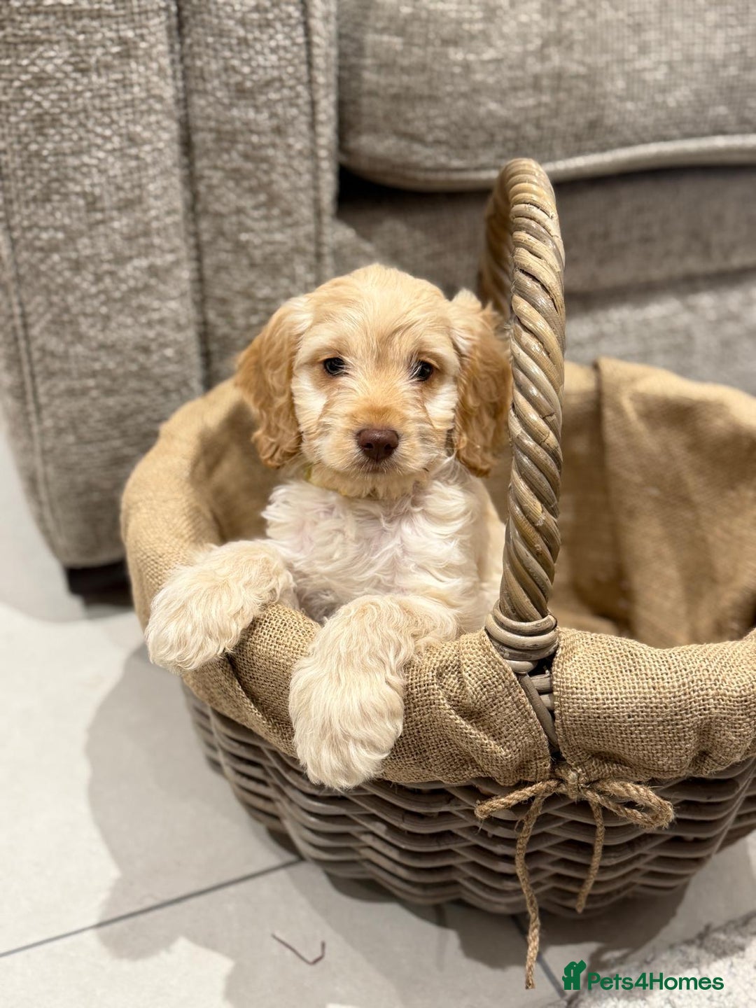 Cockapoo dogs for sale: 3 beautiful Cockapoo boys  - Advert 8