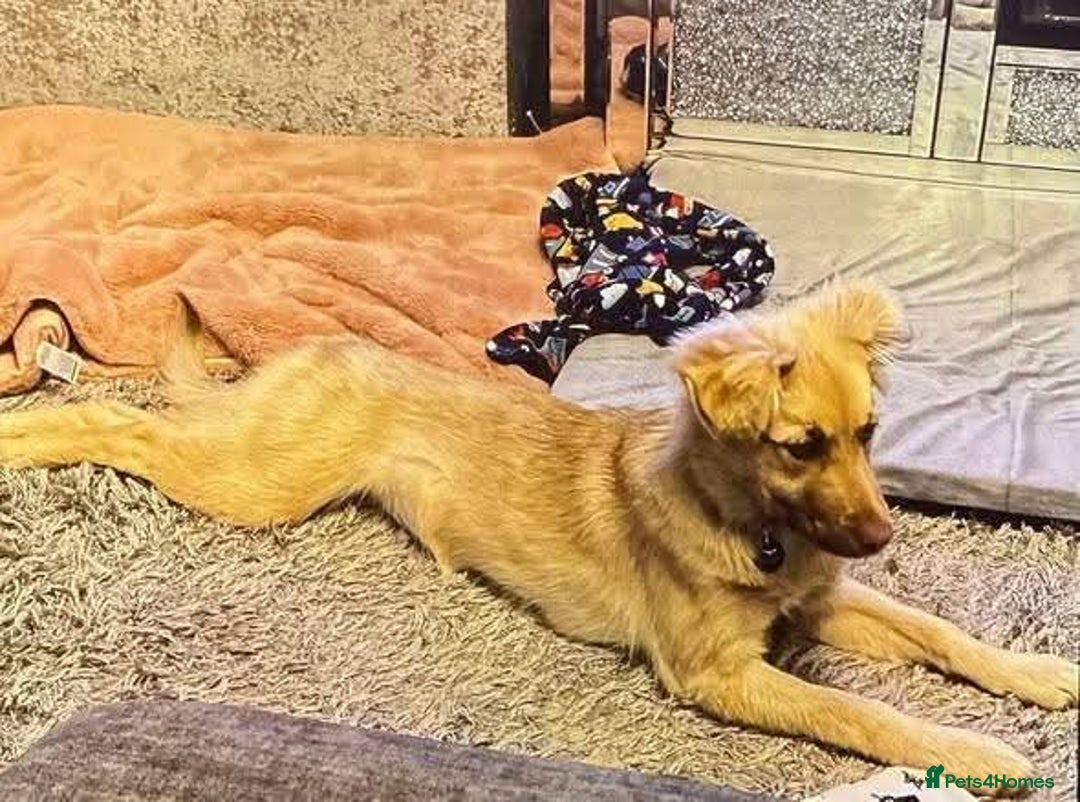 Mixed Breed dogs for adoption: Meet Cassie, currently residing in Surrey - Advert 4
