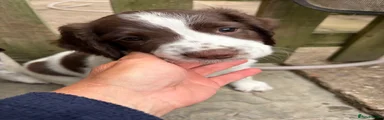 English Springer Spaniel 3