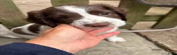 English Springer Spaniel dogs for sale: Kc reg Ftch English springer spaniels.  - Advert 7
