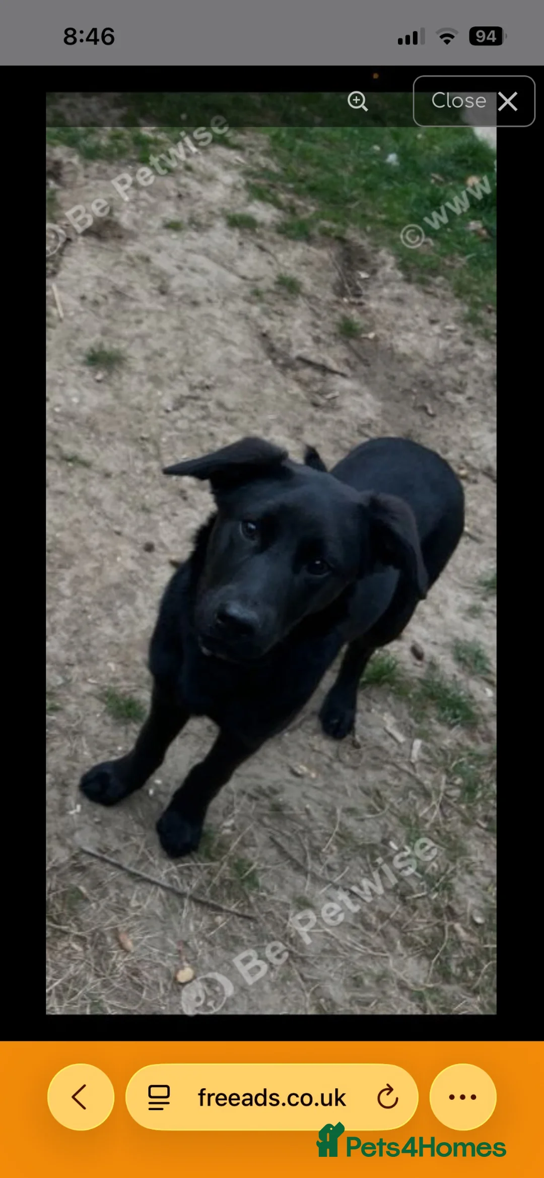 Mixed Breed dogs for sale: Bonnie -  - Advert 4
