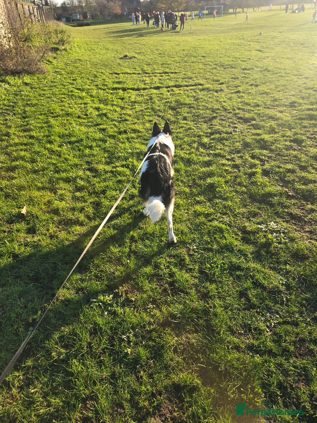 Border Collie dogs for sale: Border collie  - Advert 7