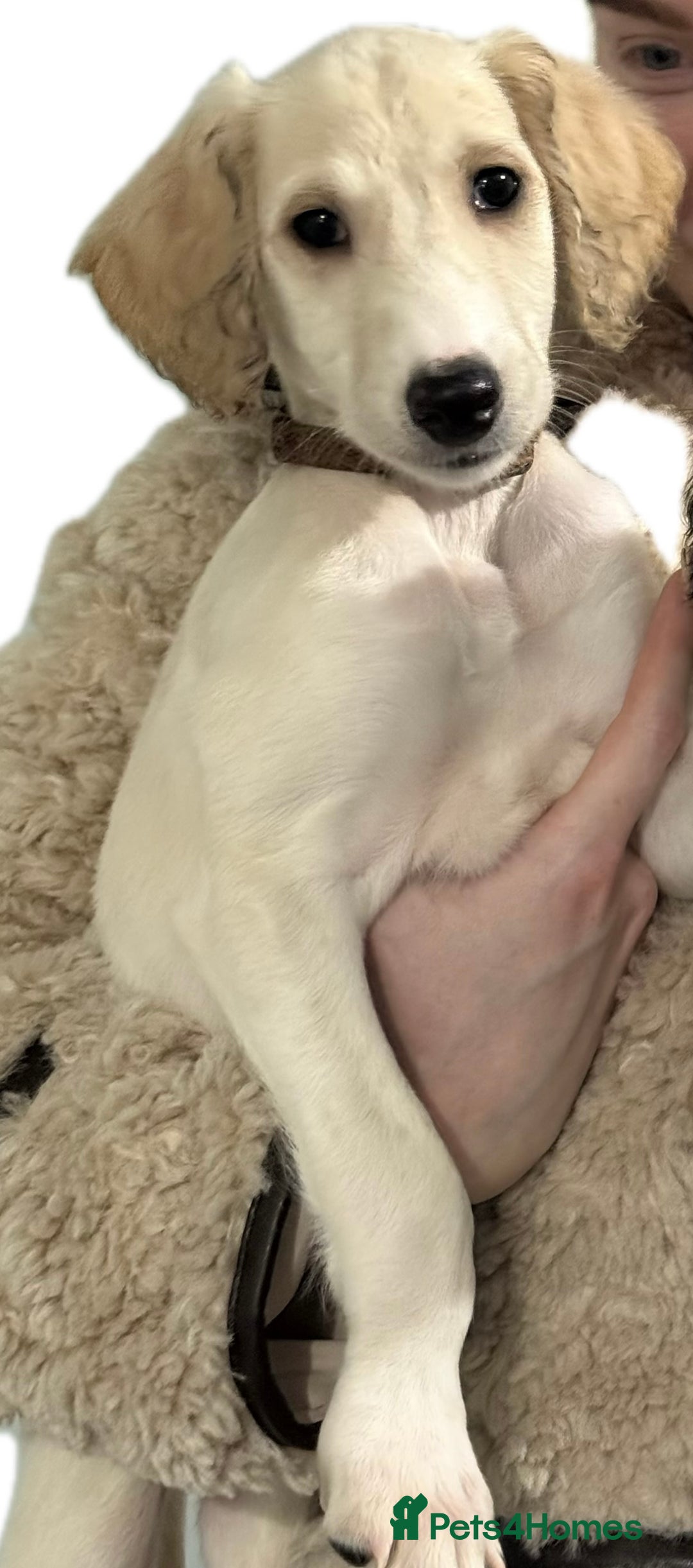 Saluki dogs for sale: Saluki 2 big boys left reduced £ - Advert 21