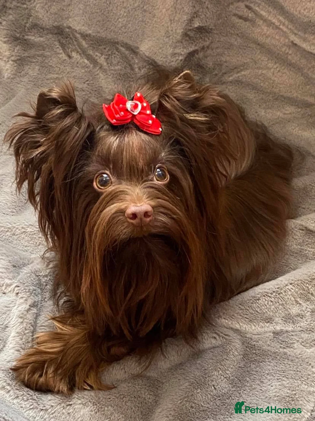 Yorkshire Terrier dogs for stud: DNA tested Tiny Biro and Choco Stud Boys   in Coventry - Advert 7