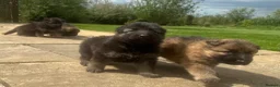 German Shepherd dogs for sale: Stunning German Shepherd puppies for sale  in Templecombe - Advert 14