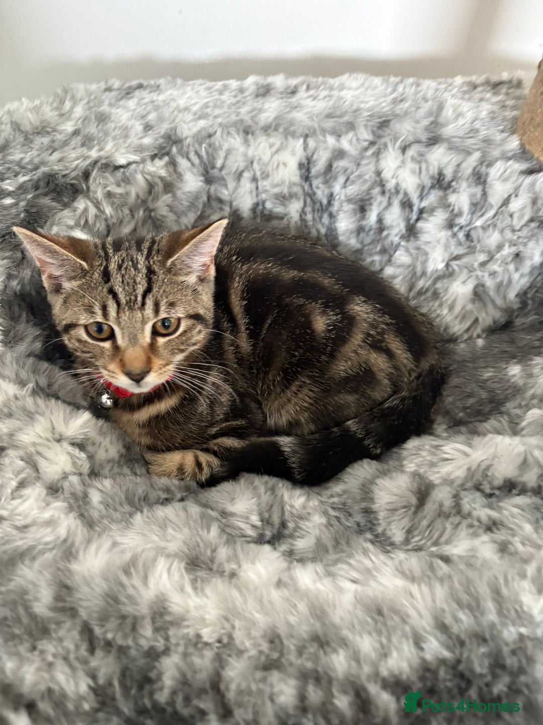 Mixed Breed cats for sale: Tabby male 6 month old kitten - Advert 11