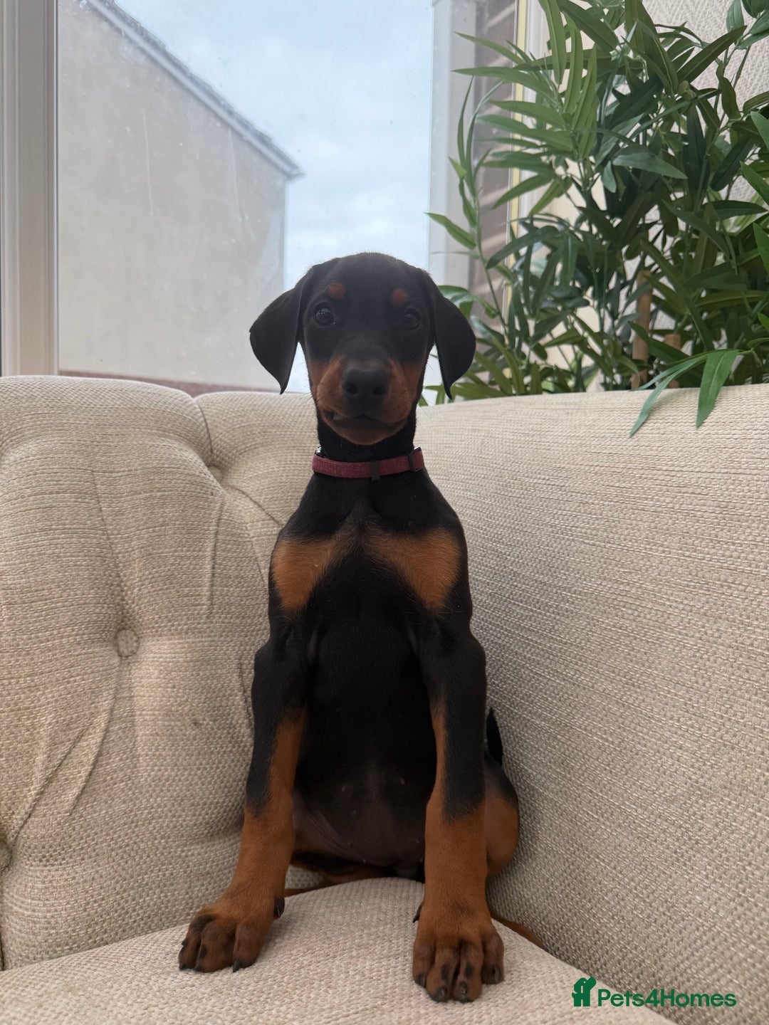 Dobermann dogs for sale: Healthy chunky European Doberman puppies - Image 4