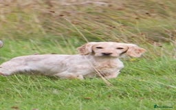 Cocker Spaniel dogs for stud: FTW Lemon Roan Cocker Dog - Image 3