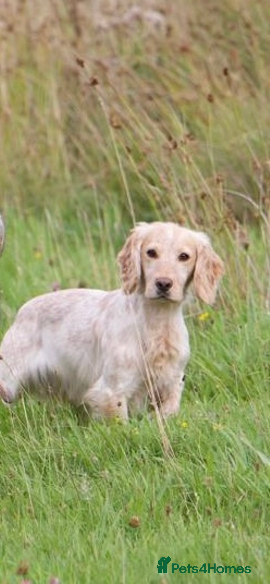 Cocker Spaniel dogs for stud: FTW Lemon Roan Cocker Dog - Image 3