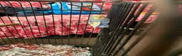 Budgerigars birds for sale: Female budgie 6 weeks age in Birmingham - Advert 2