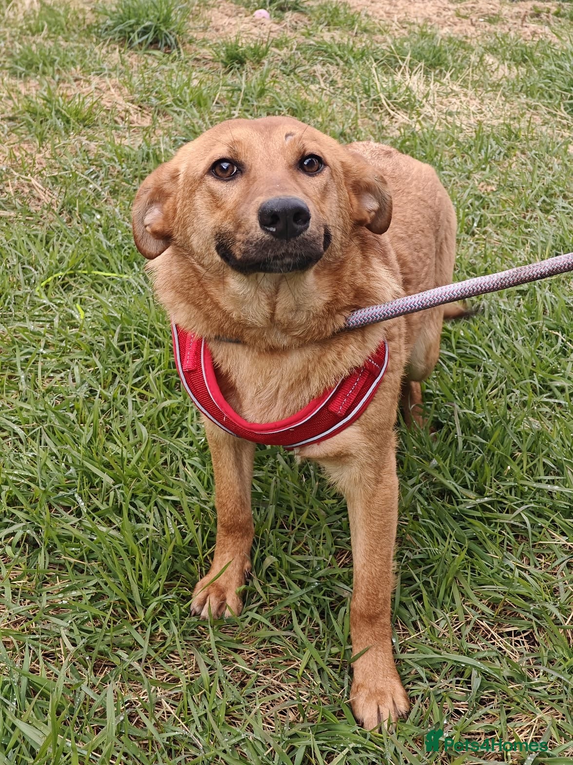 Mixed Breed dogs ❤️🐶 YARA – FULL OF GENTLE LOVE - Advert 1