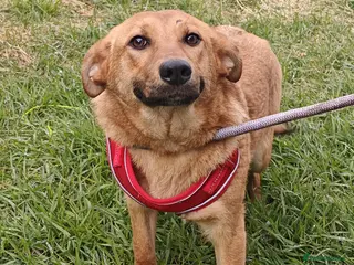 Mixed Breed dogs ❤️🐶 YARA – FULL OF GENTLE LOVE - Advert 1