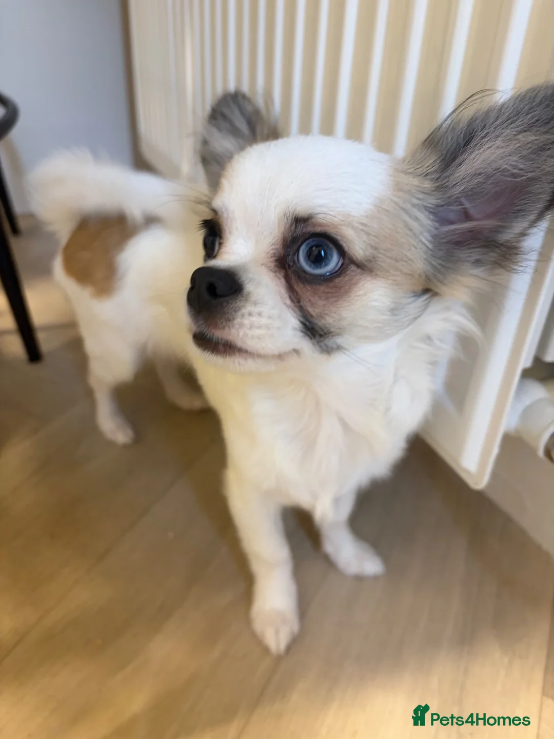 Chihuahua dogs for sale: Chihuahua puppy  in Hamilton - Advert 9