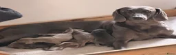 Weimaraner dogs for sale: Stunning 💙&🩶 KC Registered Weimaraner pups 🩷&💙 - Advert 1