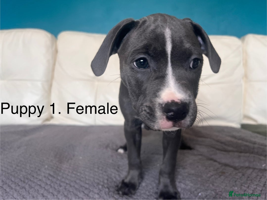 Staffordshire Bull Terrier dogs for sale: Beautiful Staffy puppies  - Image 10