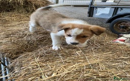 Welsh Collie dogs for sale: For sale - Image 3