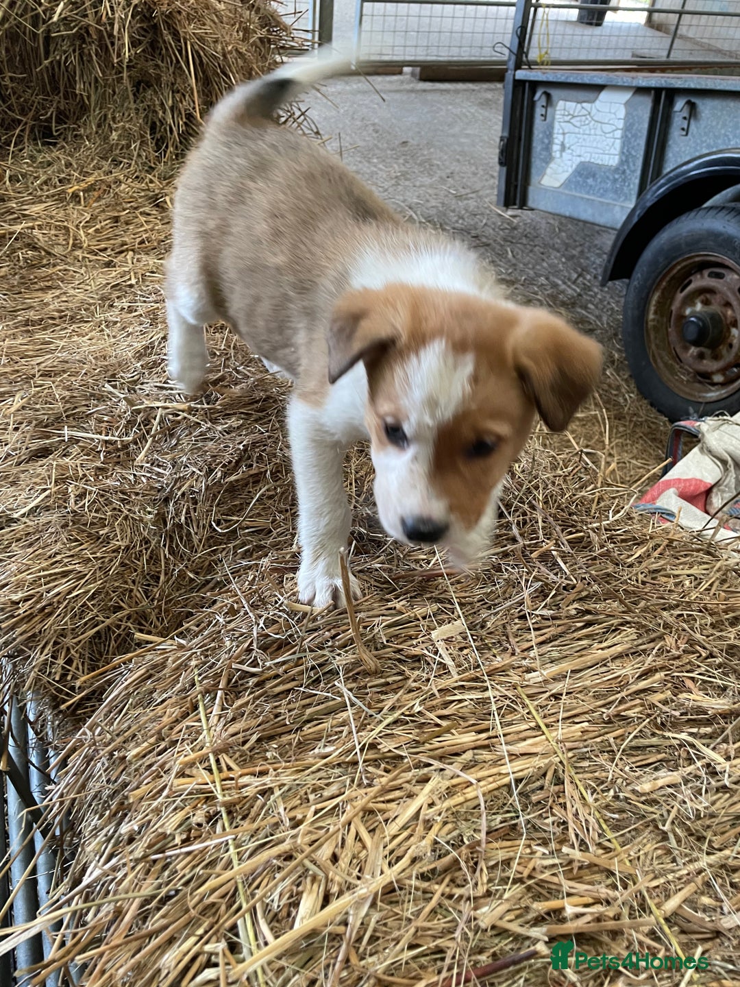 Welsh Collie dogs for sale: For sale - Image 3