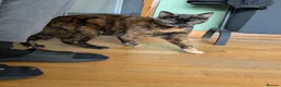 Mixed Breed cats for sale: Need to re-home cat mokka  - Advert 4