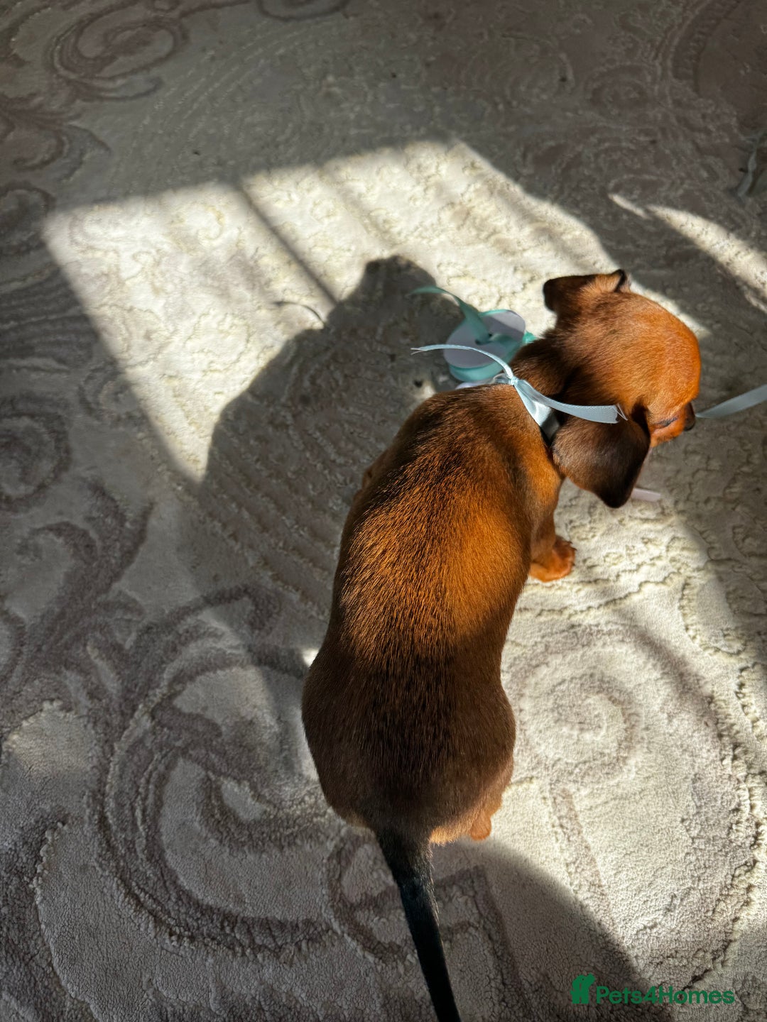 Miniature Dachshund dogs for sale: Miniature dachshunds - Image 28