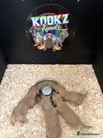 Miniature Dachshund dogs - Advert 1