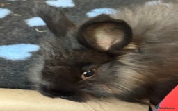 Angora rabbits for sale: Angora female bunny  - Image 2