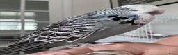 Budgerigars birds for sale: Super Tame Exhibition Budgie - Advert 5