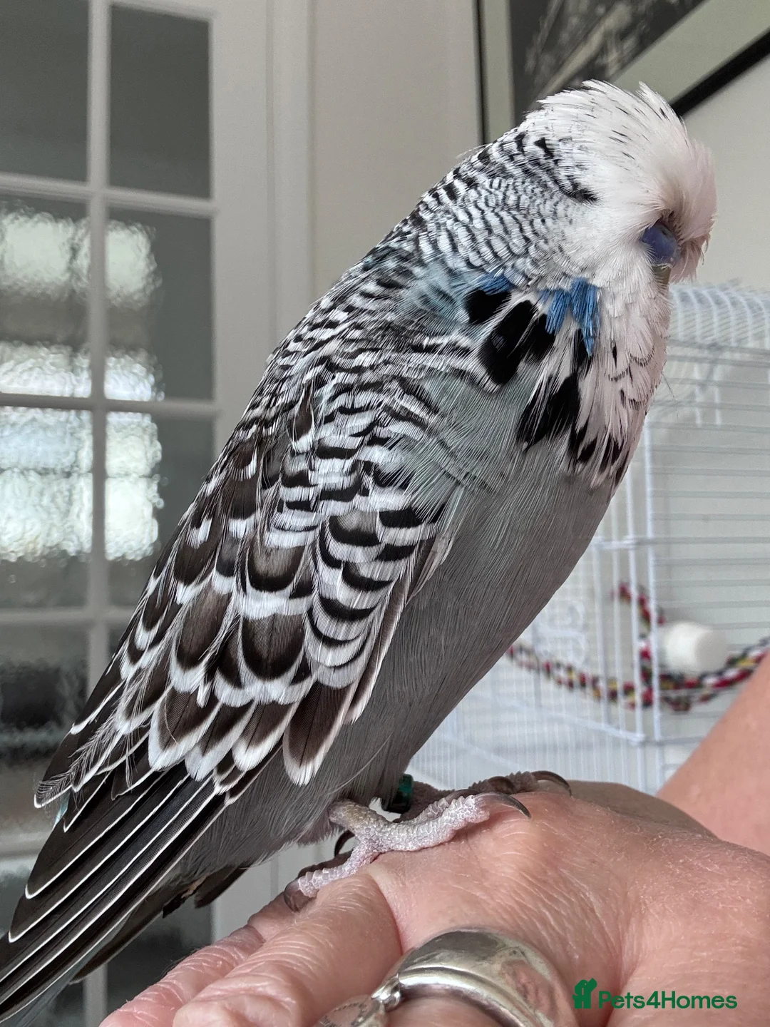 Budgerigars birds for sale: Super Tame Exhibition Budgie - Advert 5