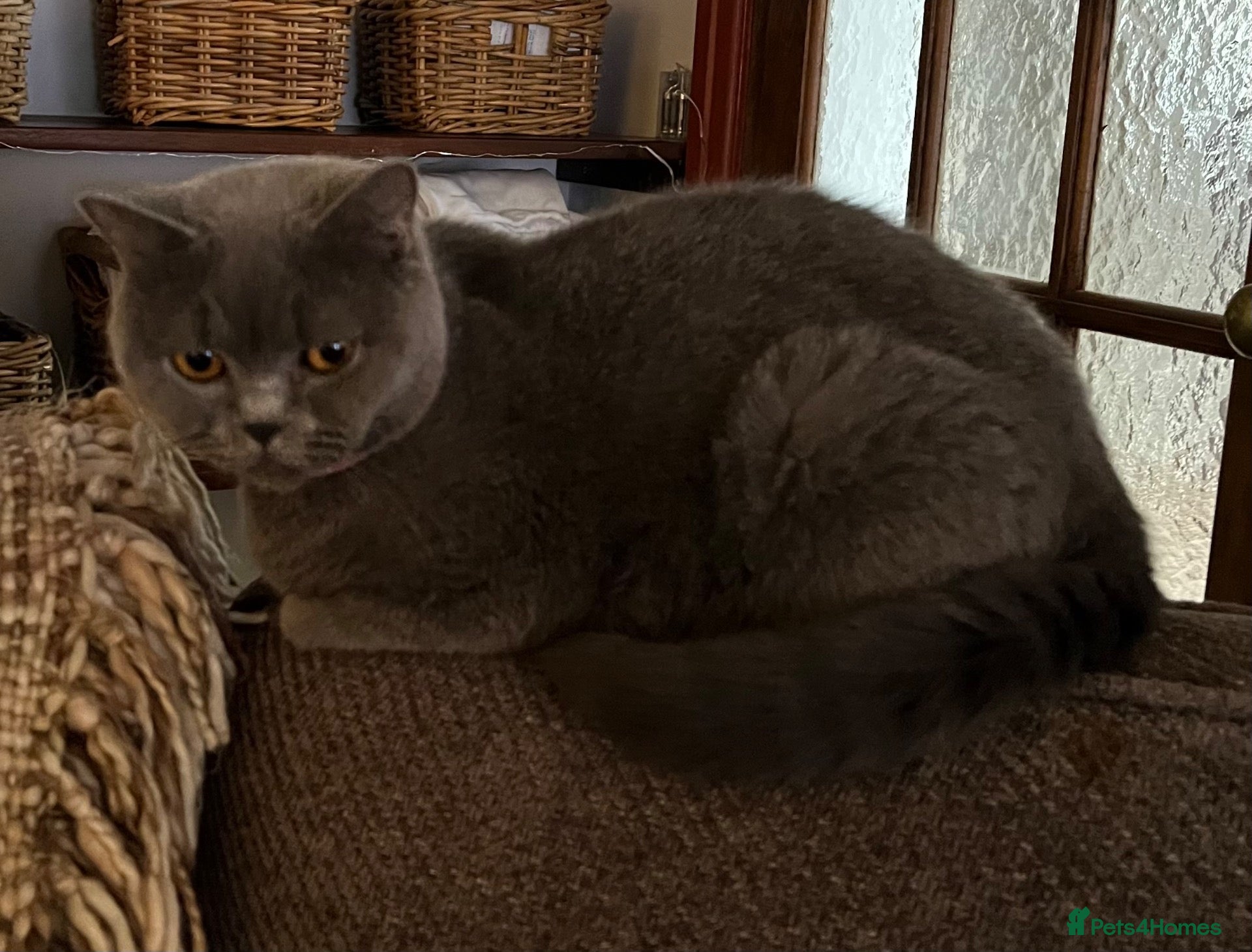 British Shorthair cats for sale: British shorthair mixed kittens - Advert 4