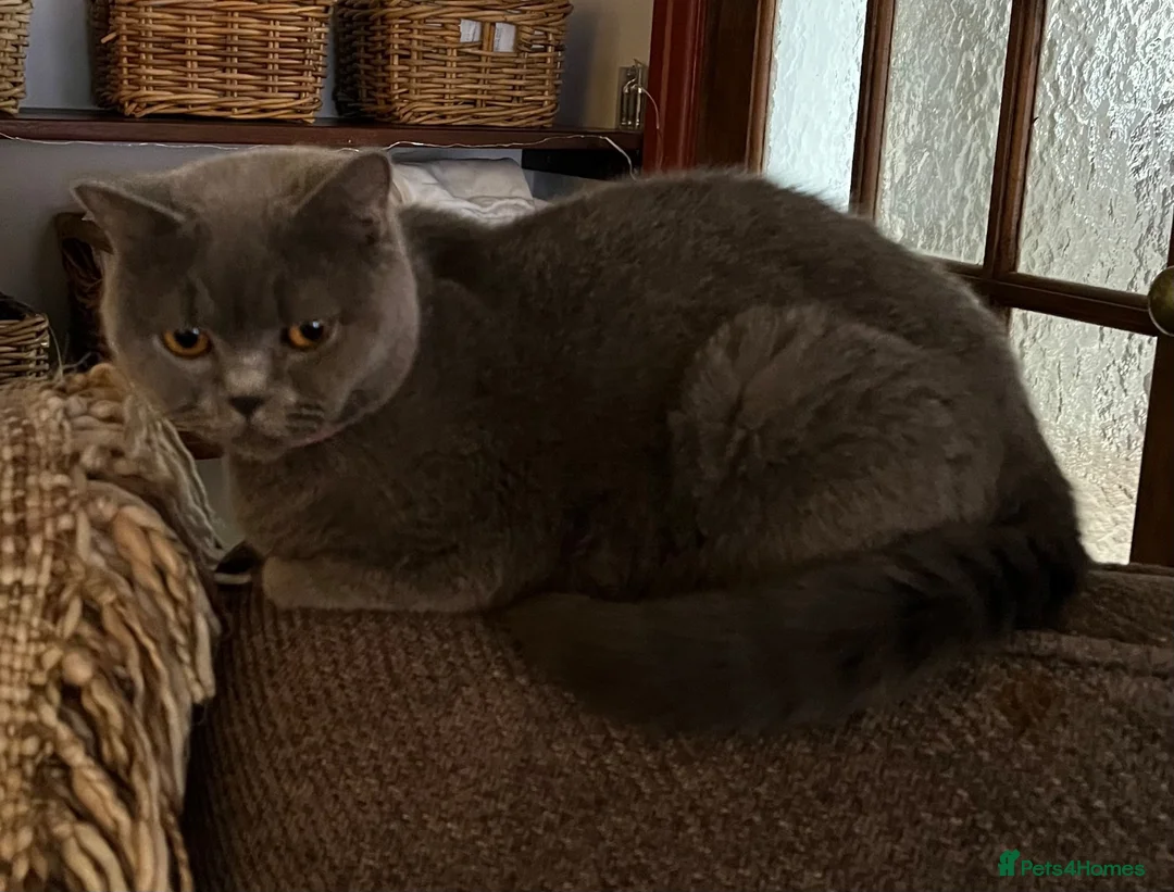 British Shorthair cats for sale: British shorthair mixed kittens - Advert 1