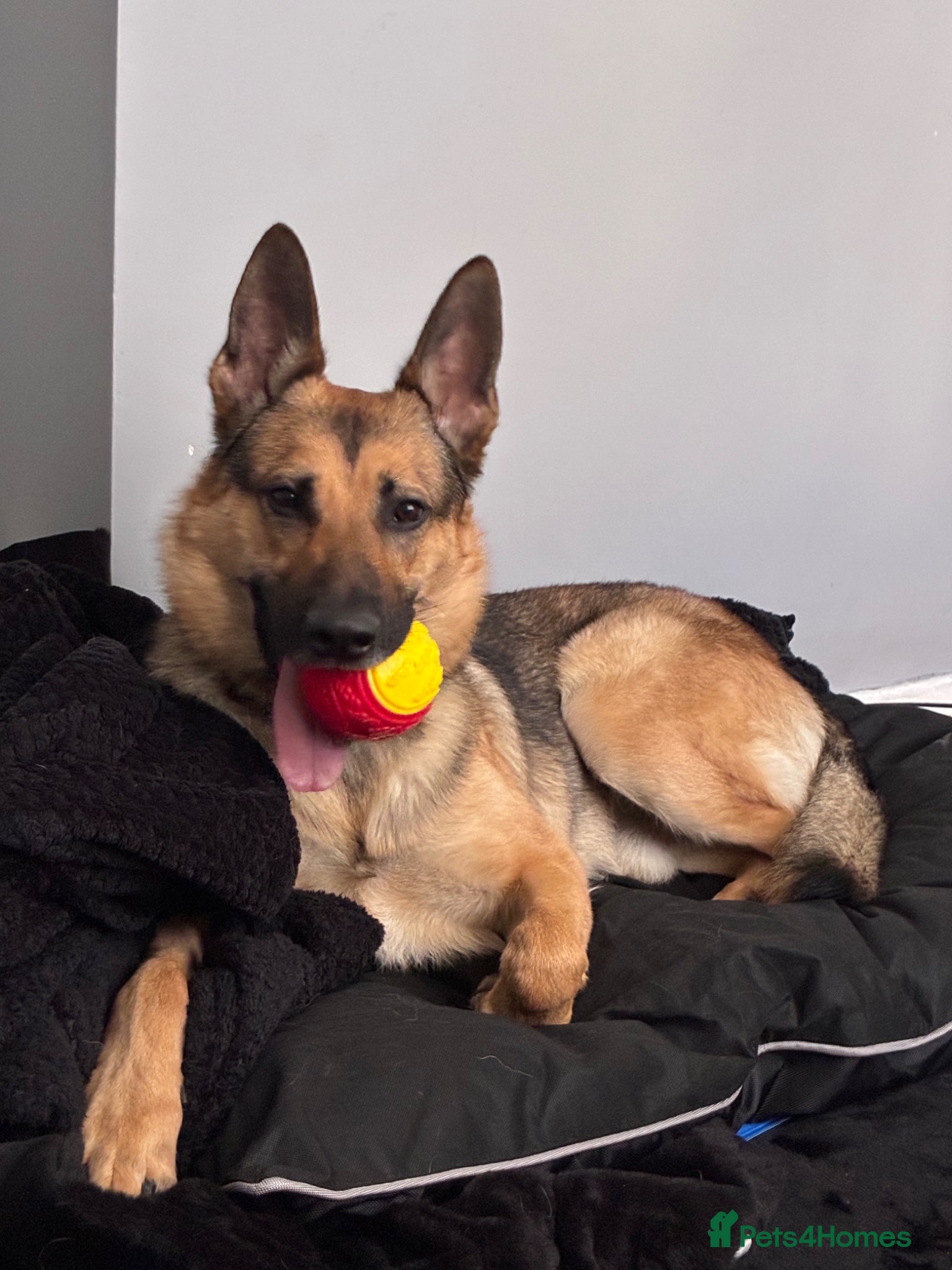 German Shepherd dogs URGENT!! GERMAN SHEPHERD needing to be rehomed! - Advert 1