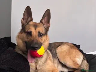 German Shepherd dogs URGENT!! GERMAN SHEPHERD needing to be rehomed! - Advert 4