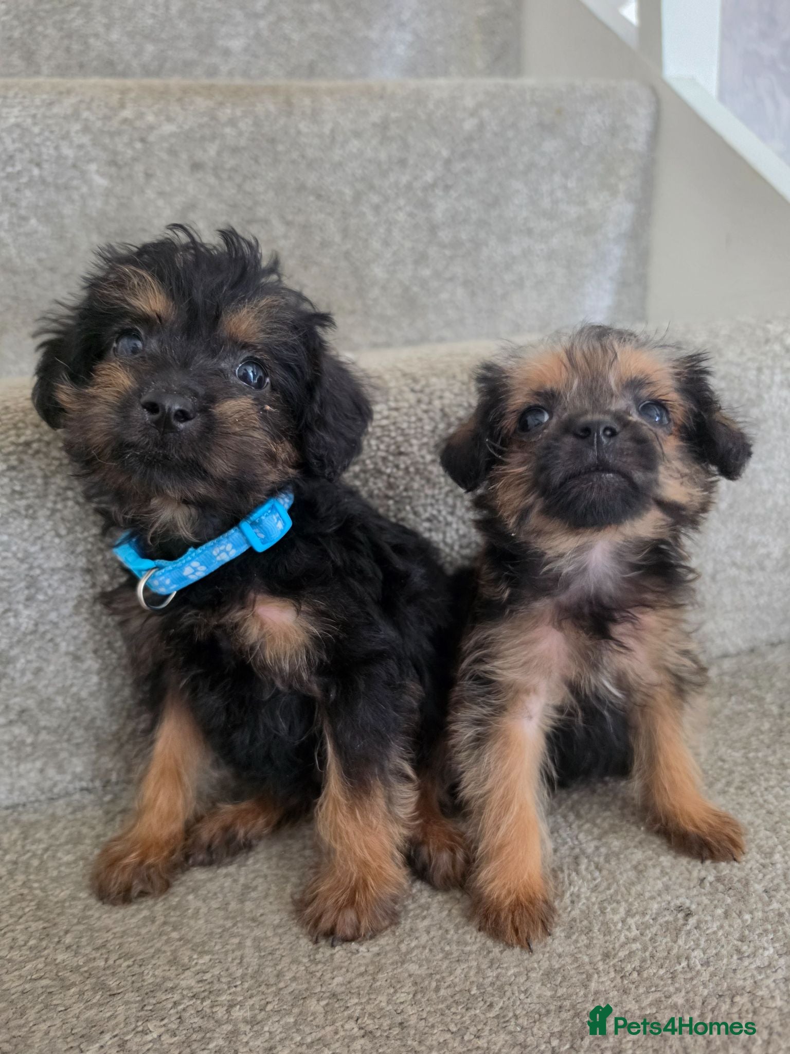 Mixed Breed dogs Borderpoo vet checked, READY NOW!   - Advert 11