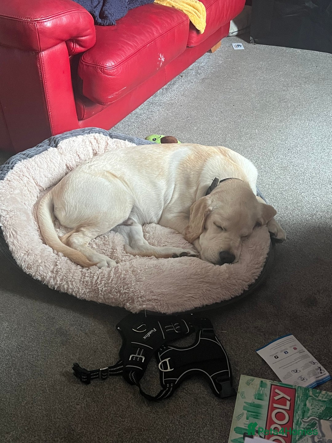 Labrador Retriever dogs for sale: Lucky - Image 4