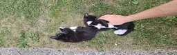 Mixed Breed cats for sale: Black and white kittens pair available  - Advert 5