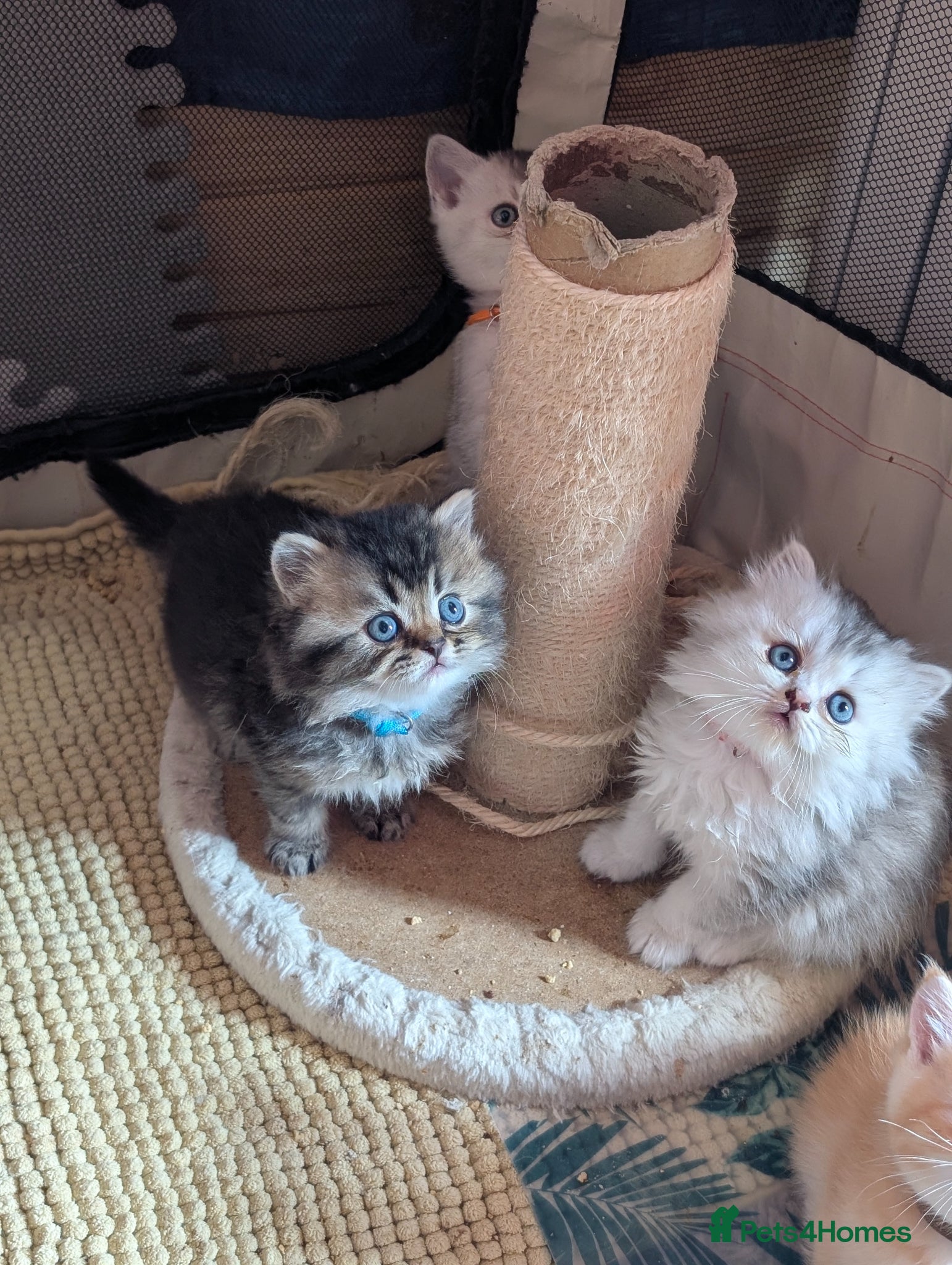 Scottish Fold cats ⭐ Scottish straight kittens  ⭐ - Advert 1