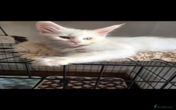 Maine Coon cats for sale: Pedigree XL Mainecoon kittens - Image 21