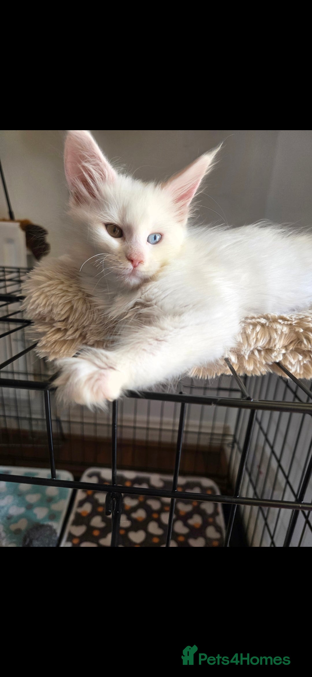 Maine Coon cats for sale: Pedigree XL Mainecoon kittens - Image 21