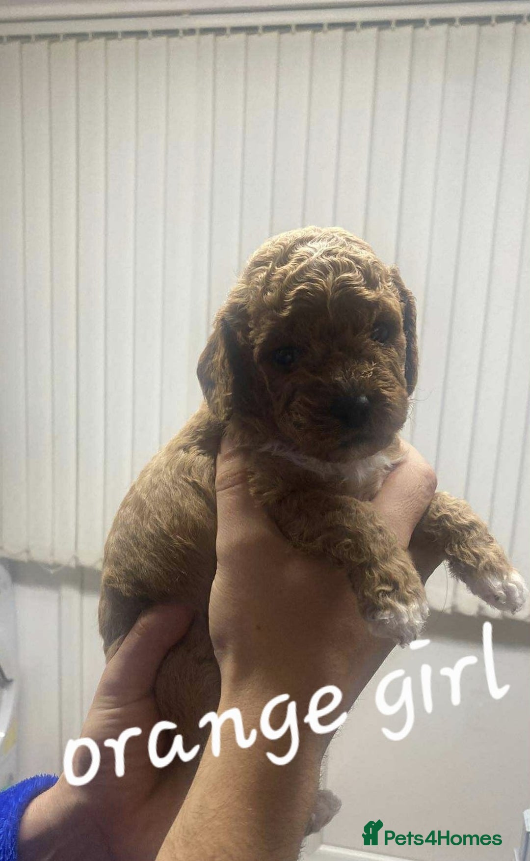 Mixed Breed dogs for sale: Beautiful female available ready to leave 1st nov - Image 25